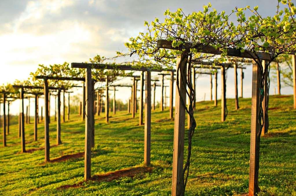 Chateau Elan Winery Braselton Dış mekan fotoğraf